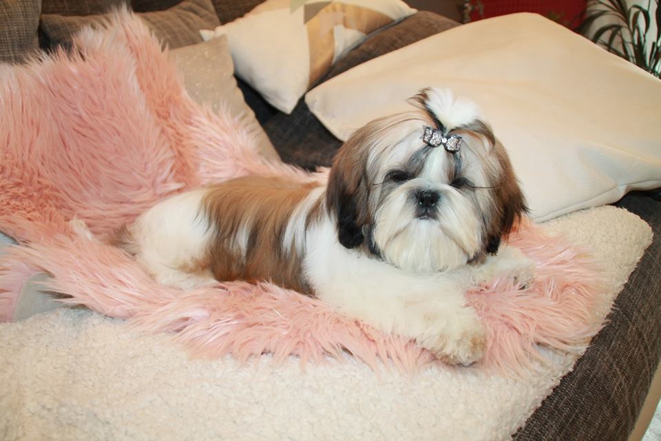 Nos shih tzu dans la vie à l'élevage de la magie de lys