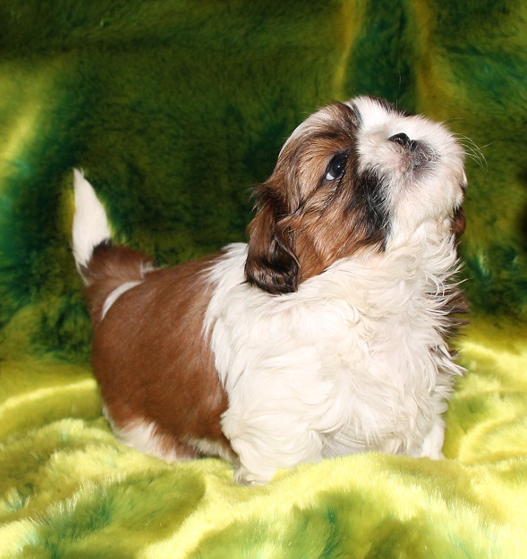 Productions Mâles de shih tzu de l'élevage de la magie de lys