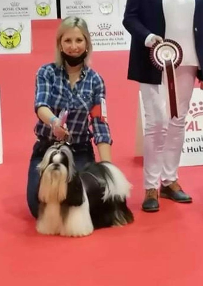 Elevage de shih tzu de la magie de lys situé dans l'aisne en picardie 02