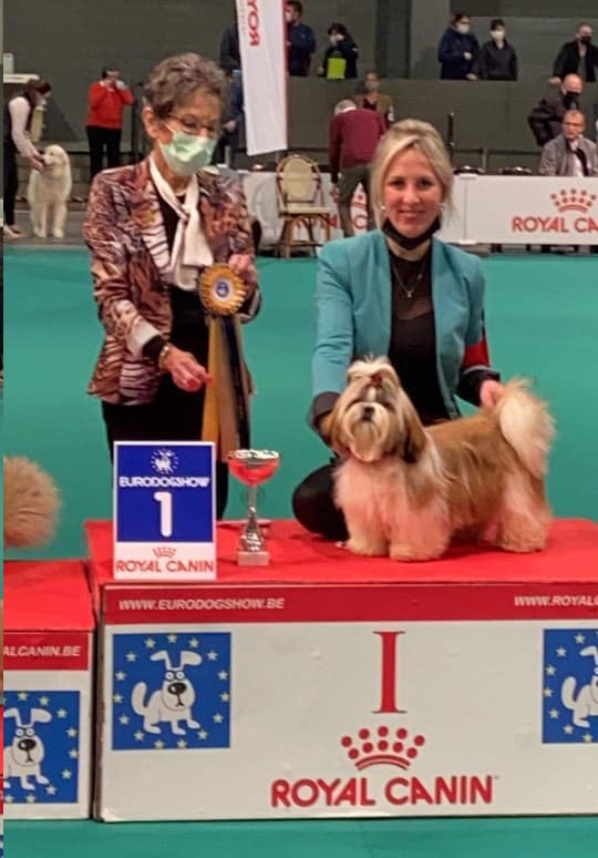 Elevage de shih tzu de la magie de lys situé dans l'aisne en picardie 02